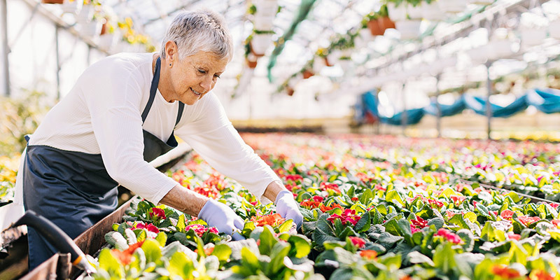 A senior lady working at a plant nursery