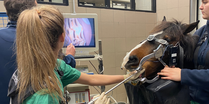 Dyrlæge laver tandbehandling på hest