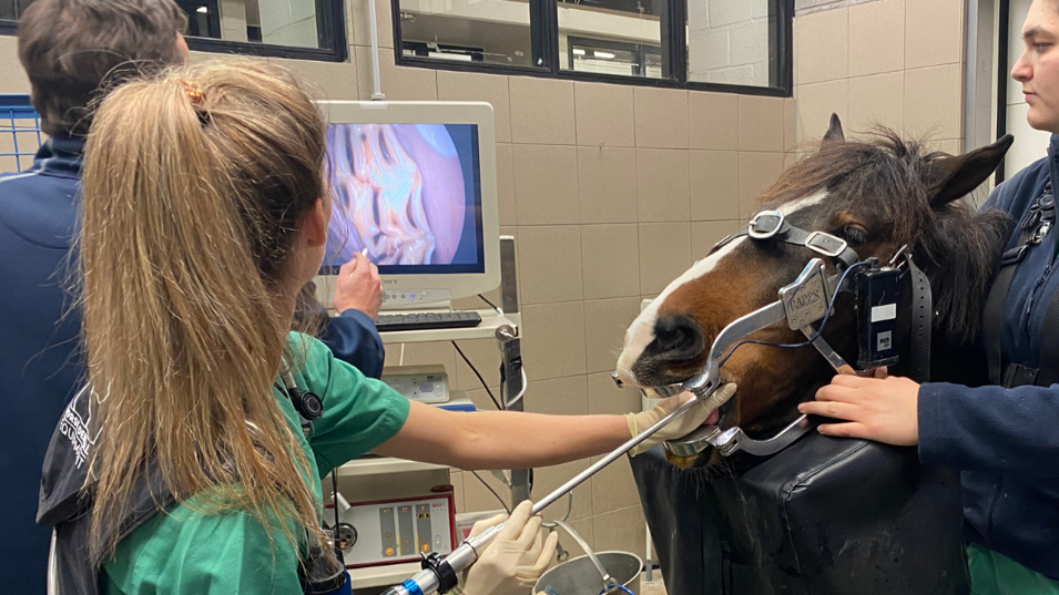 Dyrlæge laver tandbehandling på hest